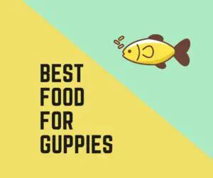 Best Food For Guppies In Captivity and Wild: 2022 .